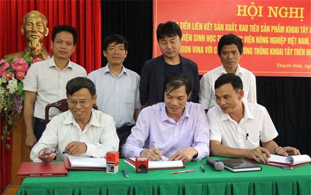 Liên kết sản xuất khoai tây