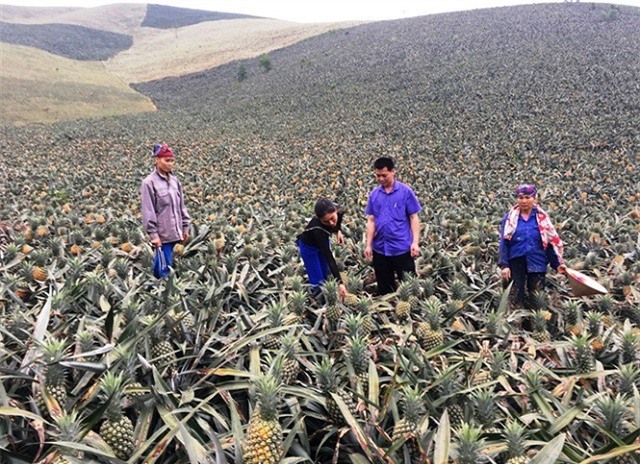 Lào Cai mỗi năm sử dụng khoảng 200 tấn thuốc BVTV