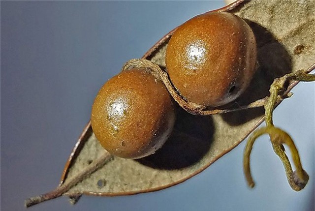 Cây leo 'tử thần' biến ong bắp cày thành xác ướp