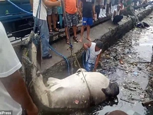 Hãi hùng cảnh lôi xác cá nhám voi ra khỏi vùng ngập rác