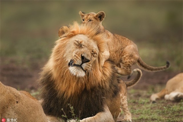 Đi thật xa để trở về, vua sư tử được con đón nồng hậu