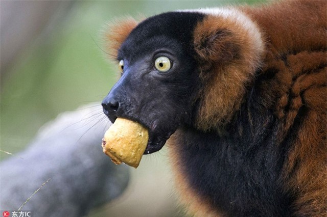 Những khoảnh khắc 'siêu độc' trong thế giới động vật