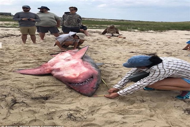 Cá mập trắng khổng lồ chết bí ẩn gây hoang mang