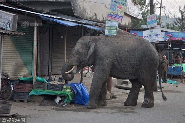 Xuất hiện bất ngờ, voi khổng lồ náo loạn đường phố
