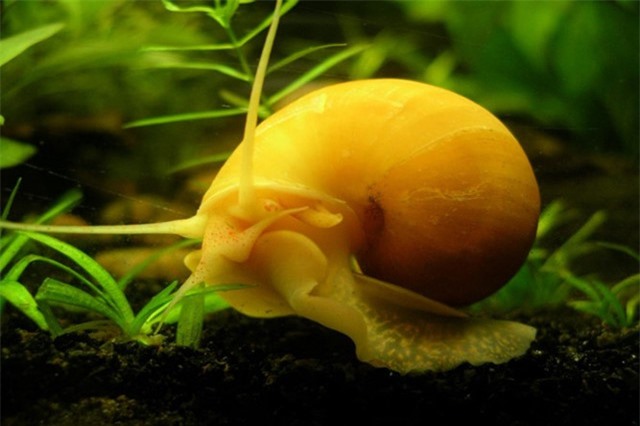 Khám phá ốc táo vàng cực đẹp, khiến 'dân chơi' Việt mê mẩn