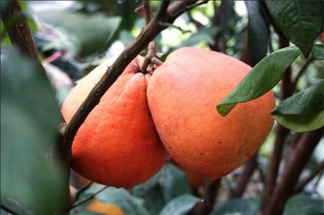 Điều ít biết về giống bưởi đỏ chót, đặc sản Mê Linh