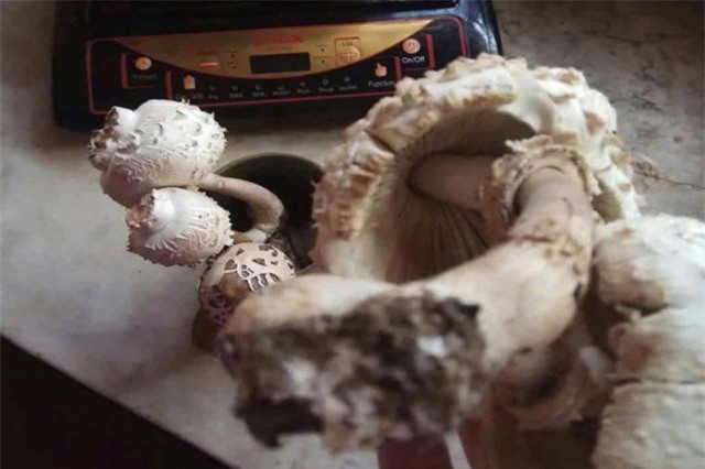 Ăn nấm lạ, người đàn ông thất kinh khi biết nấm tử thần