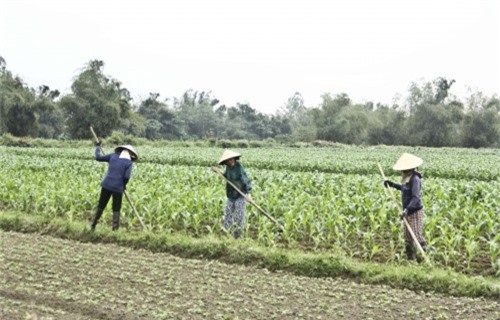 Doanh nghiệp đầu tư vào nông nghiệp: Nâng cao năng lực để đi đường dài