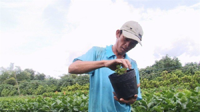 Nông dân Sa Đéc thuần hóa nhiều giống cây kiểng "độc, lạ"