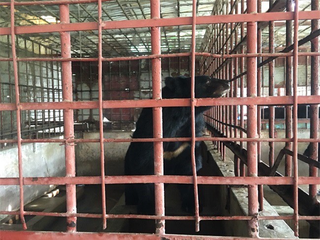 Cứu hộ 5 cá thể gấu ngựa tại tỉnh Tiền Giang