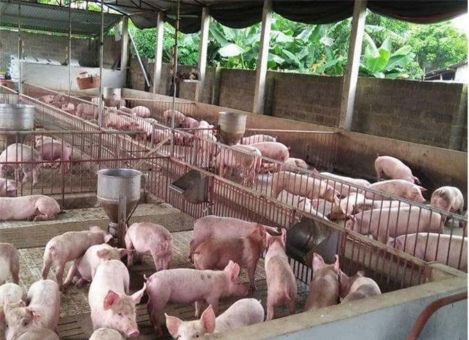 BẢN TIN TÀI CHÍNH-KINH DOANH: TP HCM triển khai hệ thống hải quan tự động, giá heo hơi hạ nhiệt