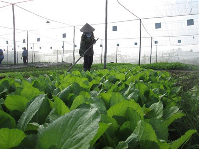 Khởi nghiệp mảng hữu cơ cần sức bền