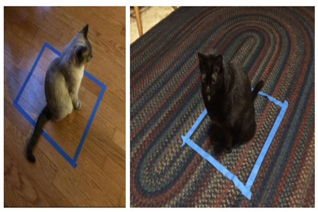 Vì sao dán băng dính thành vòng tròn và mèo sẽ ngoan ngoãn ngồi vào?