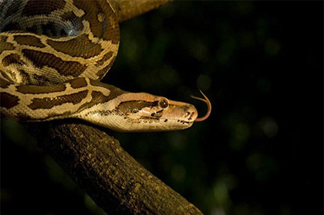 'Siêu trăn trỗi dậy' đe dọa môi trường sống con người ở Florida