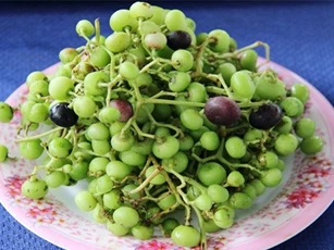 Khám phá thú vị về trái giác, "lộc trời cho" rừng U Minh Hạ