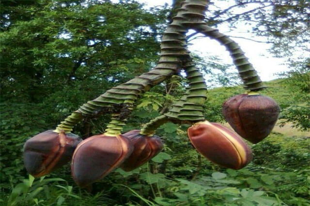 Hoa chuối kỳ lạ, mọc dài ngoẵng và có tới 5 bắp