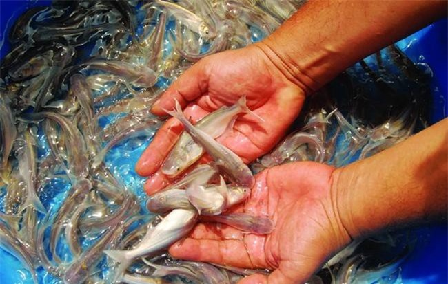 Hủy cổ phiếu quỹ để giảm vốn điều lệ, Thủy sản Mekong đang đứng trước nguy cơ bị hủy niêm yết bắt buộc