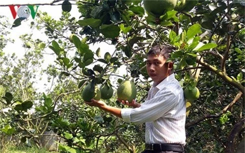 dong khoi khoi nghiep cach lam moi o xu dua ben tre hinh 2