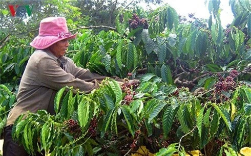 du bao gia ca phe duy tri o muc thap tu nay den cuoi nam hinh 1