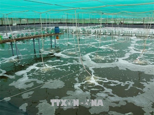 Hướng người nuôi tôm vào hợp tác xã