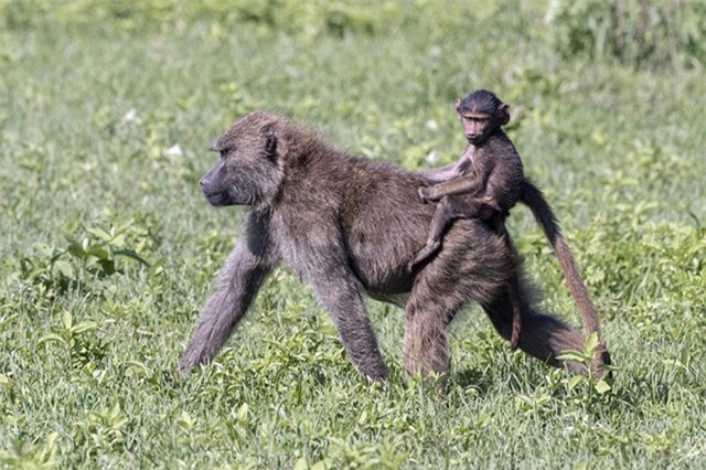 Khỉ con cưỡi trên lưng mẹ như cưỡi ngựa