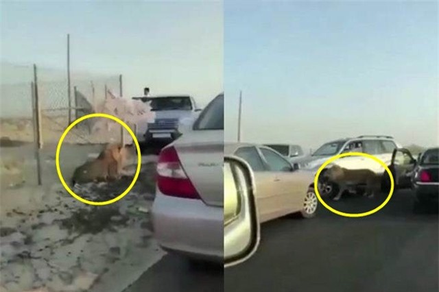 'Vua sư tử giá lâm', hàng dài người không dám di chuyển