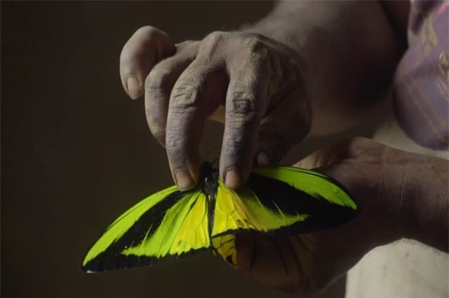 Khám phá ít biết về người săn bướm bí ẩn ở Indonesia