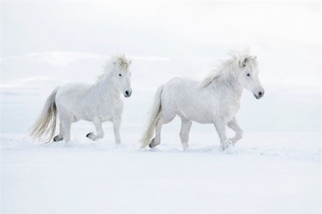 Bộ ảnh siêu thực đẹp mê hồn về những chú ngựa trắng giữa vùng băng giá