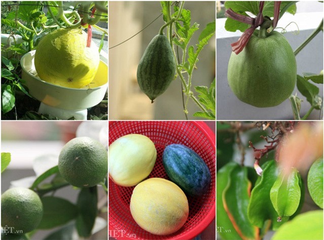 "Bí kíp luyện" chanh, dưa, khế, ổi… trĩu trịt quả trong thùng xốp