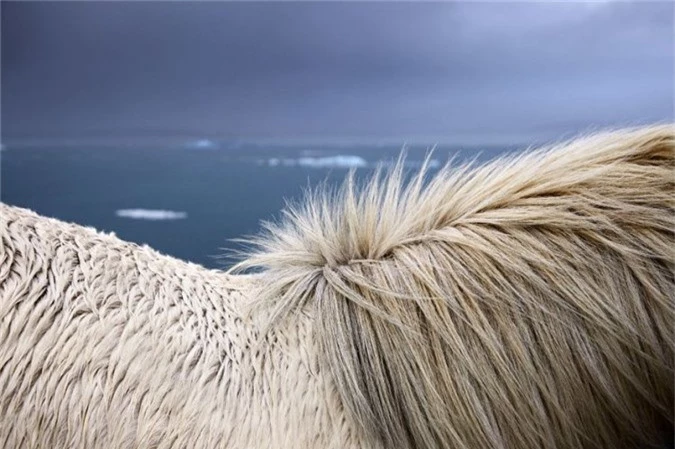 Không chỉ cho người xem thấy được nét đẹp của thiên nhiên và loài ngựa, bộ ảnh cũng mang tính nghệ thuật cao.