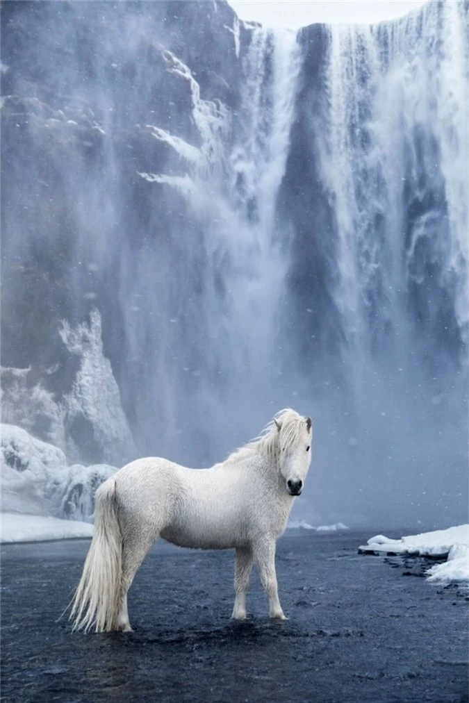 Với ông, Iceland không chỉ đẹp và huyền bí, mà còn là sự kết hợp hòa quyện giữa thiên nhiên và động vật hoang dã.