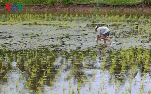 Mô hình tôm - lúa ở Cà Mau phát huy hiệu quả bền vững