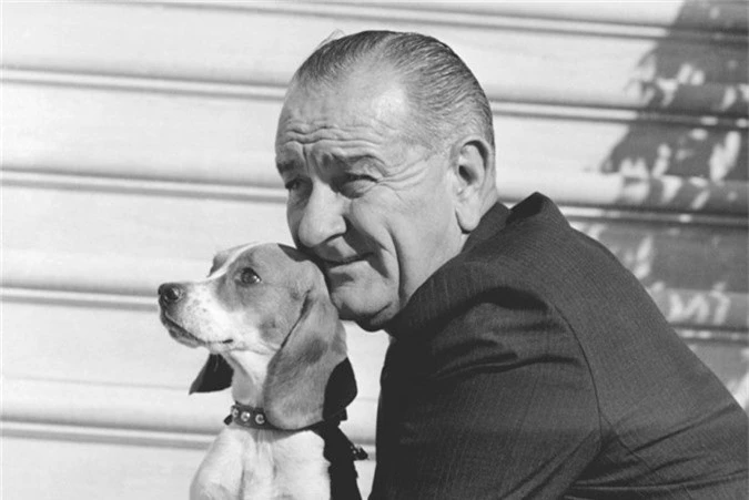 Tổng thống Lyndon Johnson chụp ảnh cùng Freckles, mẹ của 5 chú chó Beagle (chó săn thỏ) tại Nhà Trắng ngày 4/11/1966.