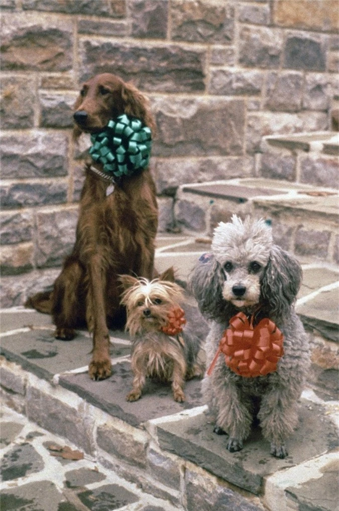 Tổng thống Richard Nixon cũng sở hữu một chú chó săn lông xù Ai-len tên là Vua Timahoe, mộtchú poodle tên Vicki và một chú chó sục tên Pasha.