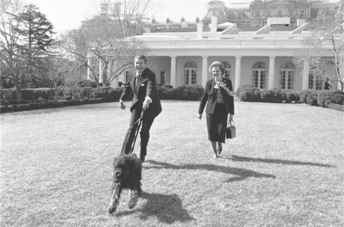 Tổng thống Ronald Reagan có hai chú chó ở Nhà Trắng. Xuất hiện trong bức ảnh là Lucky - May mắn, nóđược đặt theo tên mẹ của đệ nhất phu nhân.