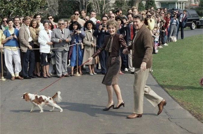 Chú chó thứ hai thuộc giống Spaniel tên là Rex.