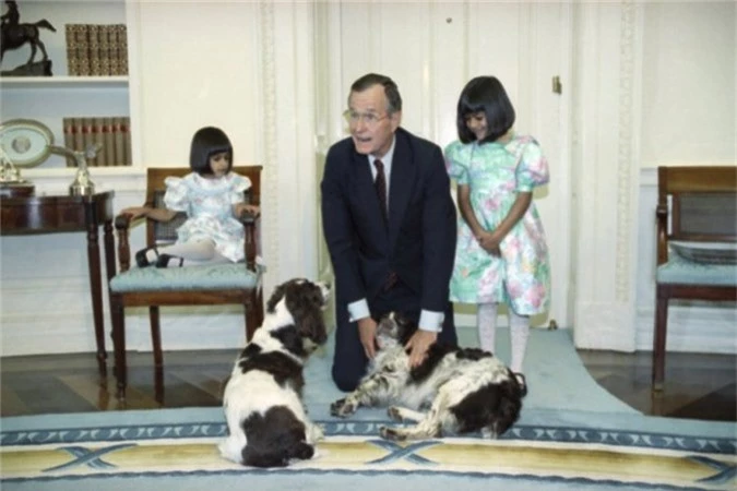 Cún cưng Millie của Tổng thống George H.W. Bush vô cùng nổi tiếng, thậm chí nó còn có tựtruyện riêng viết về mình. Bên cạnh là chú cún thứ 2 có tên Ranger.
