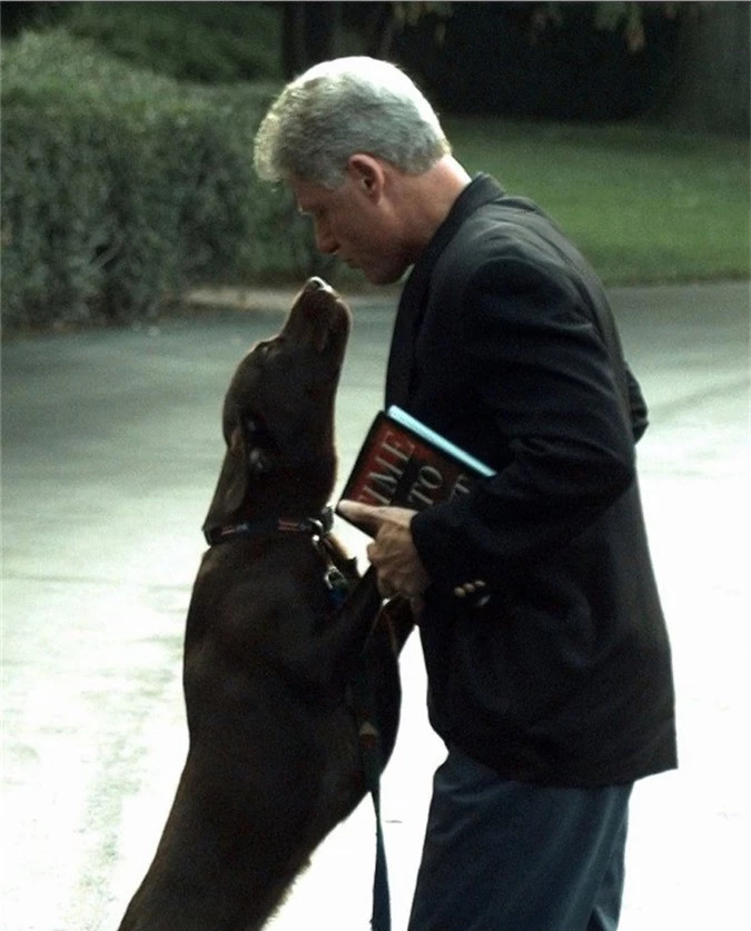 Tổng thống Bill Clinton đặt tên cho chú cún có bộ lông màu sô-cô-la của mình là Buddy, nhưngthật không may vào năm 2002, chú cún đã bị tai nạn chết.