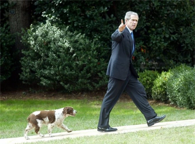 Trong ảnh là Tổng thống George W. Bush xuất hiện cùng chú chó đầu tiên của mình tên là Spot, đâychính là một trong những chú cún con của Millie - chú cún nổi tiếng của Bush “Cha”.