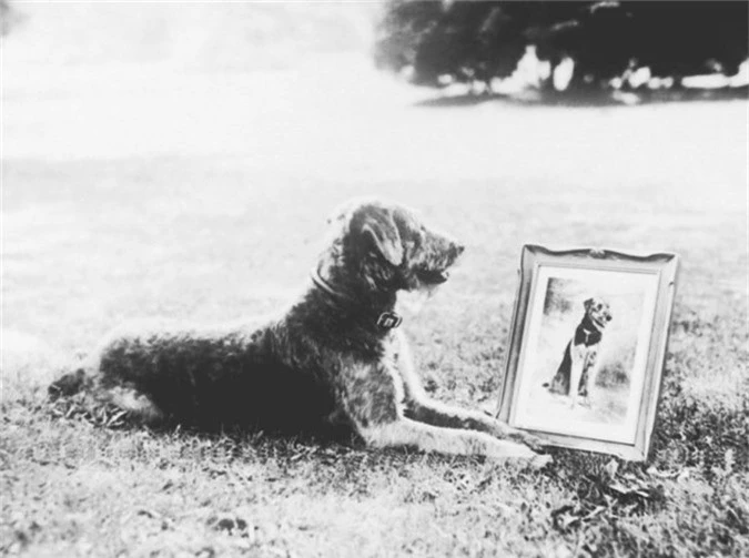 Tổng thống Warren Harding cùng chú cún có cái tên dễ thương Laddie Boy, thuộc giống chó sụclớn, khi được chuyển đến Nhà Trắng, Laddie Boy mới được 6 tháng tuổi.