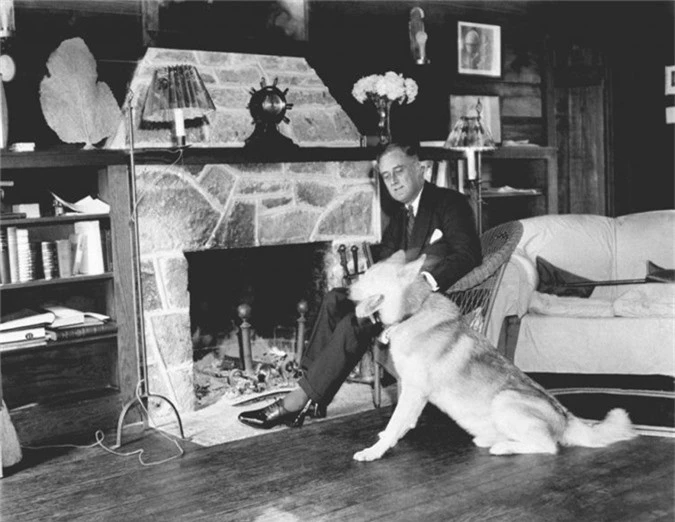 Tổng thống Franklin Roosevelt cũng nuôi một chú chó chăn cừu tên Major, rất nghịch ngợm vàthường đuổi theo người giúp việc.