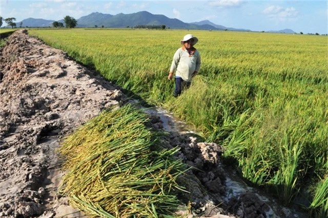 
Dù lúa còn 10-15 ngày nữa mới thu hoạch, tuy nhiên do vỡ bờ bao, nước đang tràn vào nên nhiều hộ dân buộc phải gặt lúa sớm.
