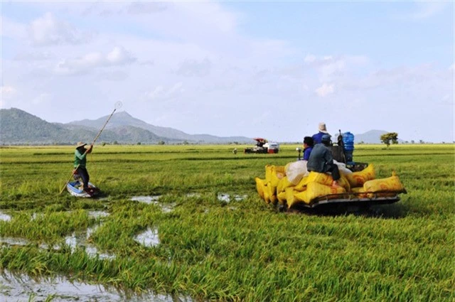 Hiện những cánh đồng lúa gần chỗ vơ bờ bao, nước đã cao đến đầu gối... Người dân ở xã Vĩnh Gia đang khẩn trương thu hoạch lúa