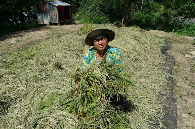 Bà Lương Thị Dạ bên đống lúa xanh mà các con bà phải trầm mình dưới nước gặt mấy ngày qua để vớt vớt lại tiền lúa giống...