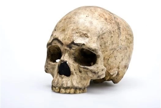 Nhưng nhóm xương mới có niên đại từ 8.000 năm trở lên.