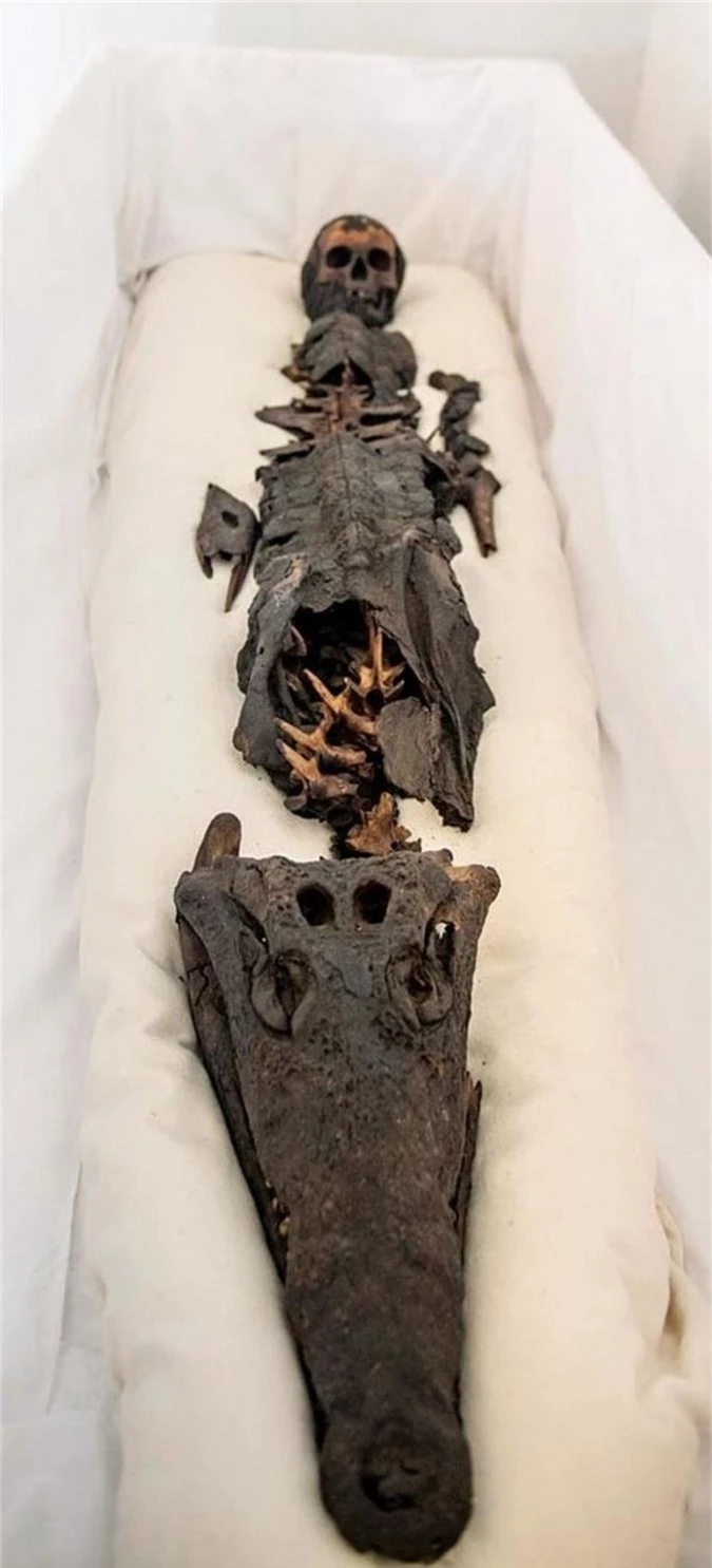 Lần đầu tiên, một xác ướp Ai Cập cổ đại với hai đầu, một đầu người và một đầu cá sấu, được chụp lại.