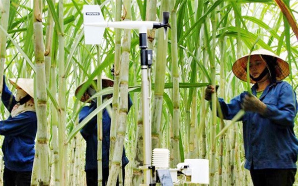 Báo Nhật ngỡ ngàng vì doanh nghiệp nông nghiệp Việt Nam áp dụng thành công AI vào sản xuất