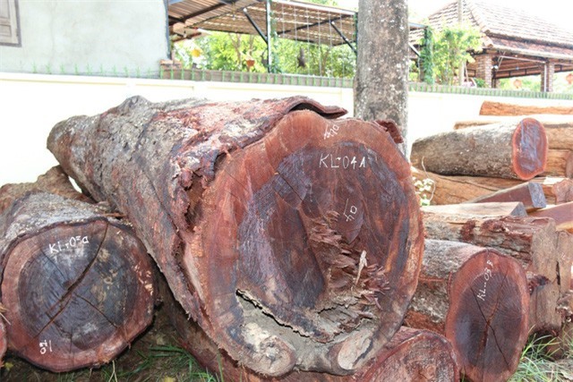 Thêm một lãnh đạo kiểm lâm tiếp tay cho trùm gỗ lậu Phượng “râu”