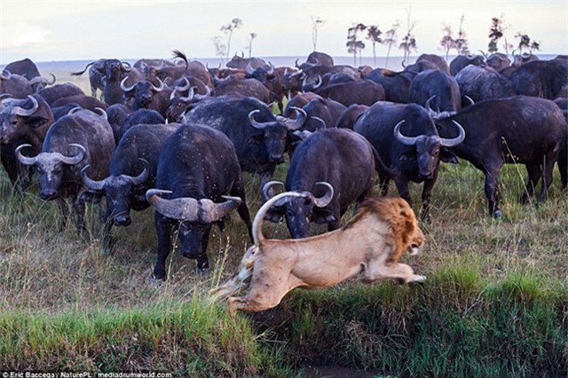 Báo thù cho đồng loại, đàn trâu rừng dồn sư tử vào thế bí