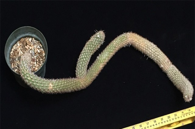 Cây xương rồng quăn queo, dị dạng nhưng có giá hàng tỷ đồng vì lý do này